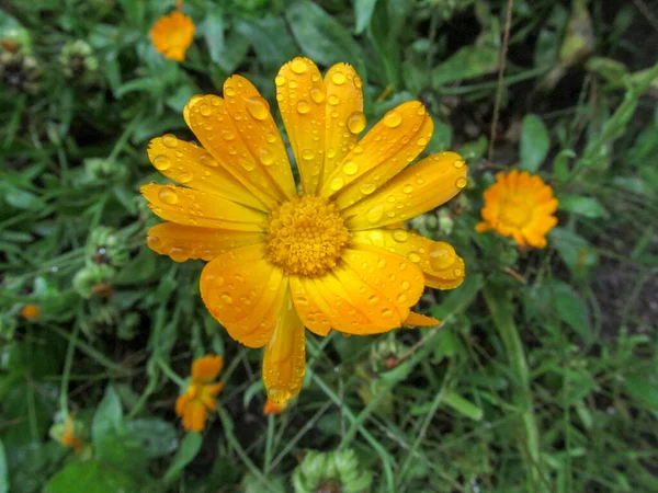 雨の後に花弁付き秋の黄色の花 — ストック写真