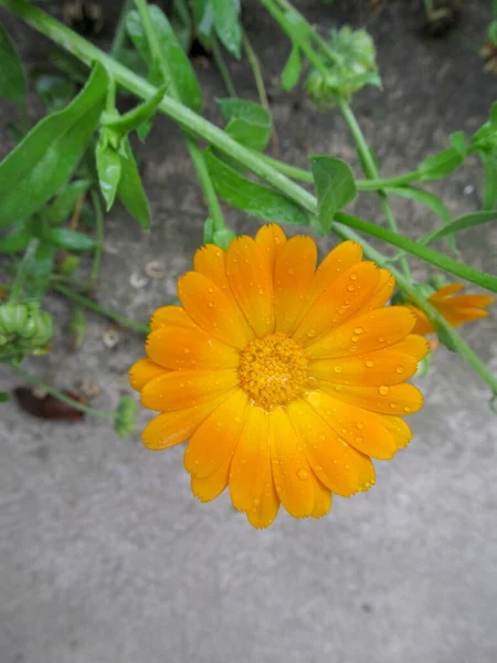 Осінь Жовта Квітка Пелюстками Після Дощу — стокове фото