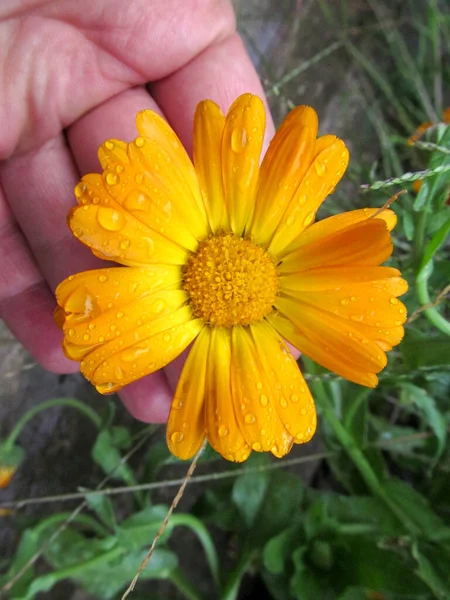Autumn Yellow Flower Petals Rain — Stock Photo, Image