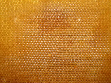 Arkaplan için bal peteğinden sarı bir arı çerçevesi dokusu