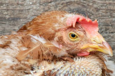 Çiftlikte kırmızı evcil tavuk