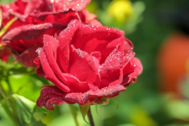Bahçede su damlaları olan kırmızı güller