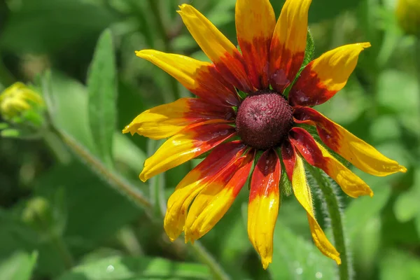 Decorativo Fiore Girasole Giallo Nero Nel Giardino Fiorito — Foto Stock