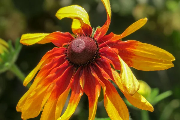 Flor Decorativa Girasol Amarillo Negro Jardín Flores — Foto de Stock