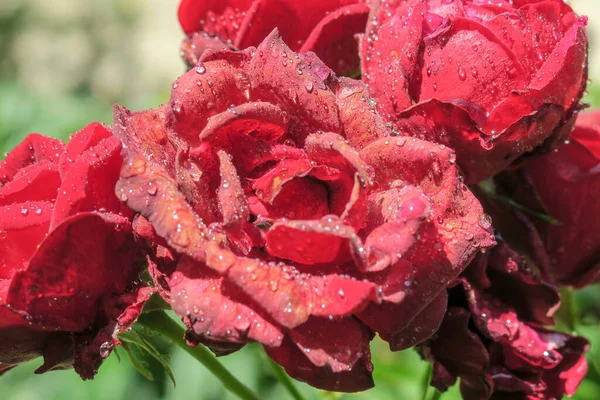 Rosas Vermelhas Com Gotas Água Jardim — Fotografia de Stock