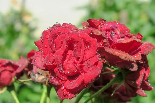 Rosas Vermelhas Com Gotas Água Jardim — Fotografia de Stock