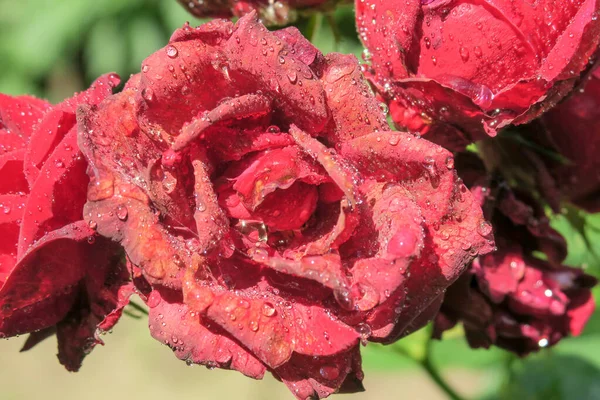 Rosas Vermelhas Com Gotas Água Jardim — Fotografia de Stock