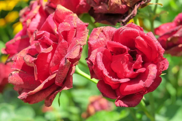 Rosas Vermelhas Com Gotas Água Jardim — Fotografia de Stock