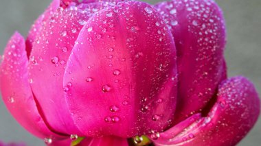 Bahçedeki pembe şakayık yapraklarının üzerindeki çiy damlaları