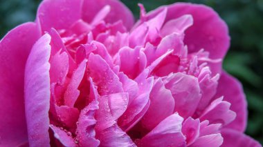 Çiyli güzel kırmızı şakayık çiçekleri