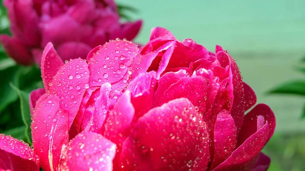 Gotas Orvalho Pétalas Peônia Rosa Jardim — Fotografia de Stock