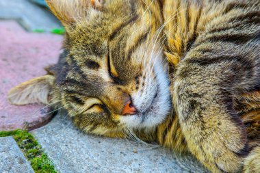 Beautiful striped pussy sleeps on the pavement in hot weather
