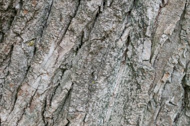 Parktaki yaşlı bir ağacın kabuk dokusu.