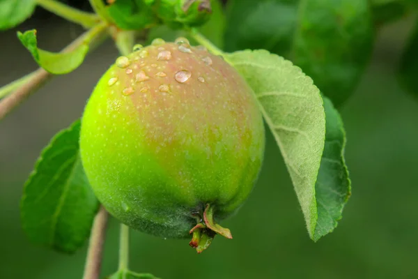 Little Green Apples Garden Rain — Stock Photo, Image