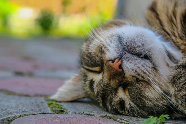 Beautiful Striped Pussy Sleeps Pavement Hot Weather — Zdjęcie stockowe