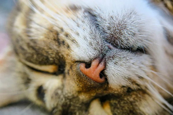 Beautiful Striped Pussy Sleeps Pavement Hot Weather — Stock Photo, Image