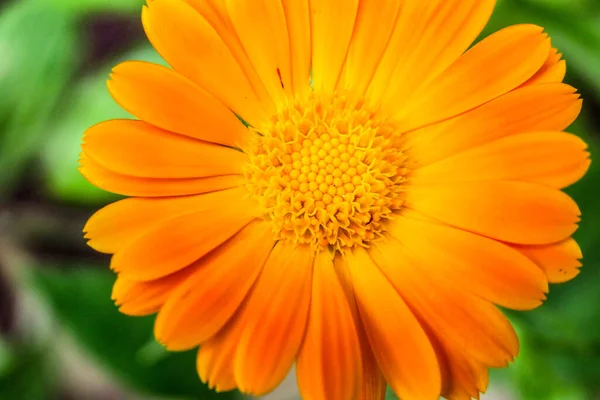 Vacker Gul Blomma Trädgården — Stockfoto