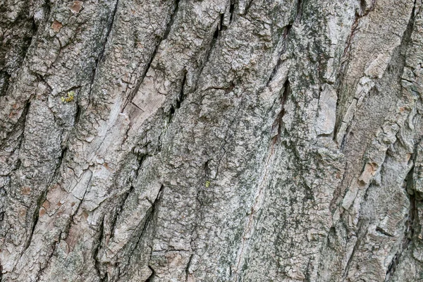 Schors Textuur Van Een Oude Boom Het Park — Stockfoto