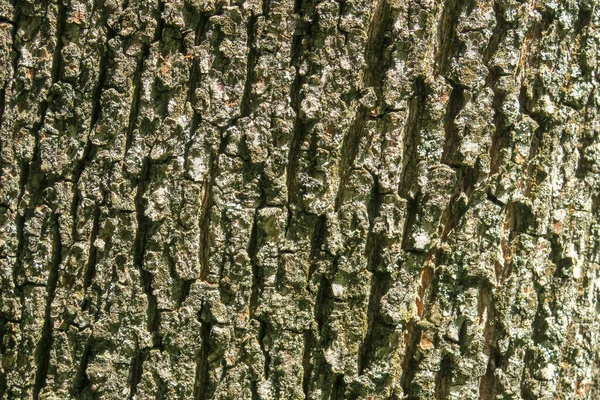 Schors Textuur Van Een Oude Boom Het Park — Stockfoto