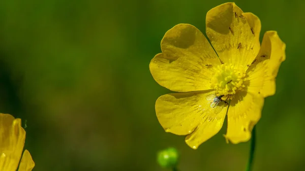 Schöne Gelbe Blume Mit Blütenblättern Und Wassertropfen — Stockfoto