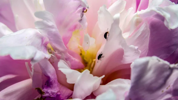 Красиві Квіти Півонії Саду — стокове фото