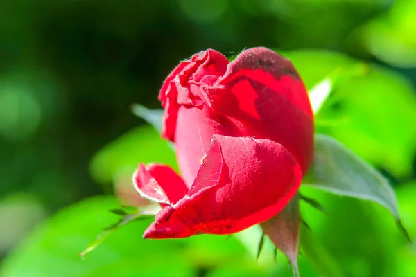 Gyönyörű Vörös Rózsa Kertben — Stock Fotó