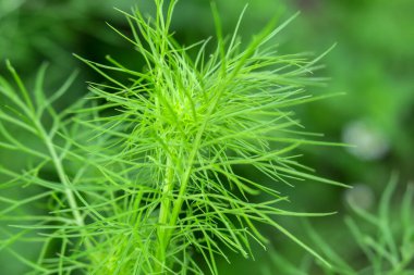 Yağmurdan sonra bahçede yeşil çimenler