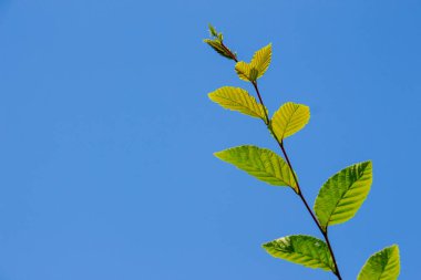 Bahçedeki fındık ağacının yeşil yaprakları