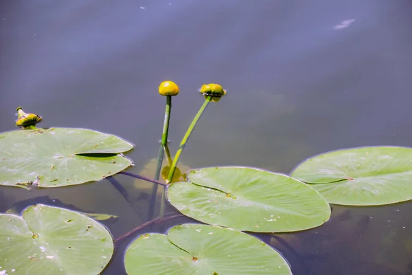 Bunga Lili Air Kuning Dalam Air Kolam — Stok Foto