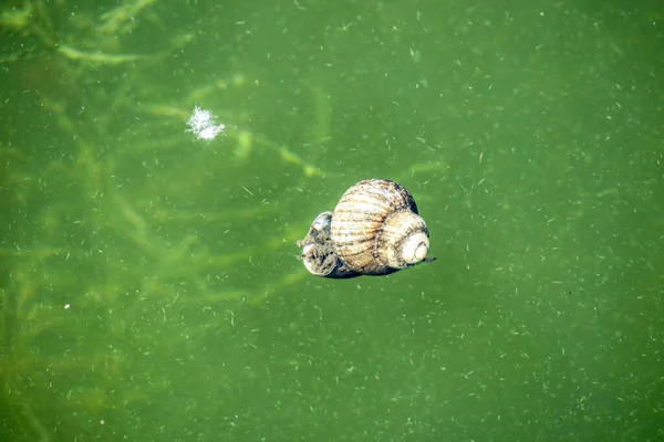 Σαλιγκάρι Επιπλέει Στο Πράσινο Νερό — Φωτογραφία Αρχείου