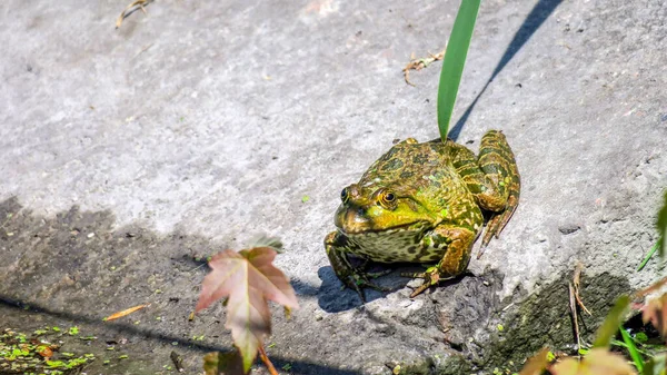 Mooie Groene Kikker Het Water Koestert Zich Zon — Stockfoto