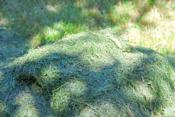 Mucchio Erba Verde Secca Giardino — Foto Stock