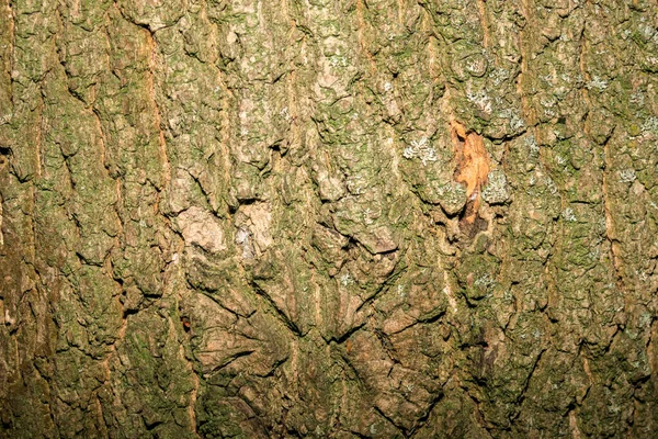 Hermosa Textura Corteza Árbol Bosque Para Fondos Junio — Foto de Stock