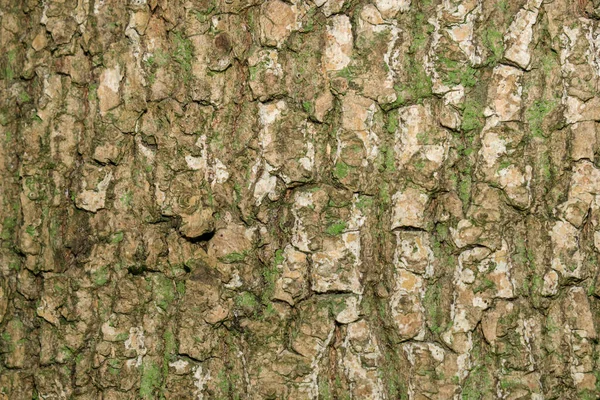Tekstura Kory Starego Drzewa Lesie — Zdjęcie stockowe