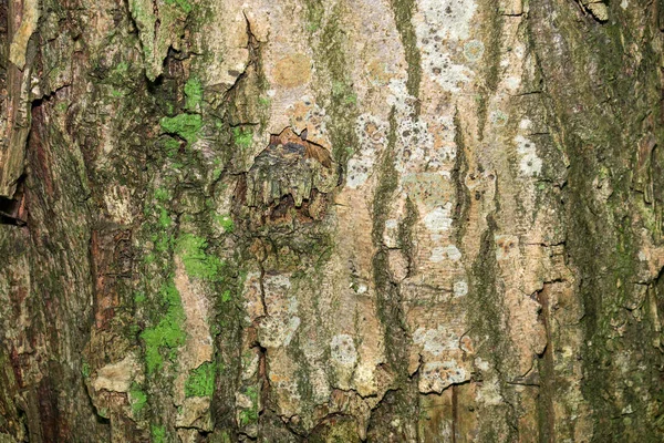 Текстура Кори Старого Дерева Лісі — стокове фото