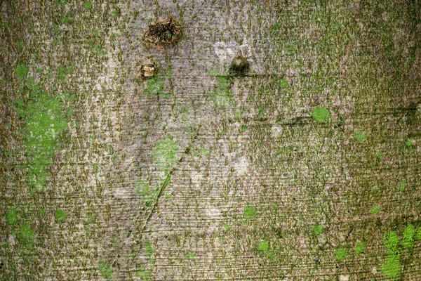 Die Textur Der Rinde Eines Alten Baumes Wald — Stockfoto
