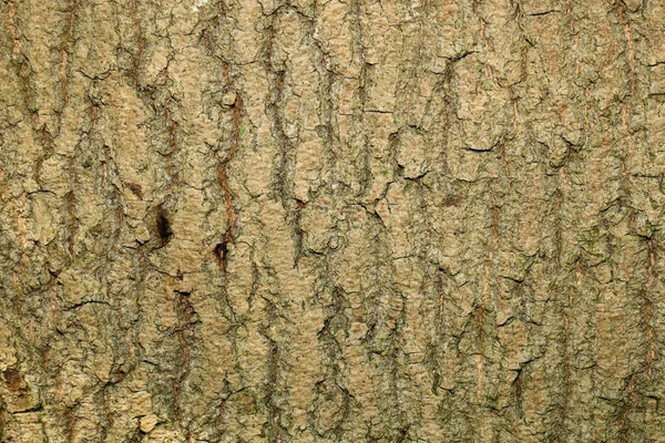 Konsistensen Barken Från Ett Gammalt Träd Skogen — Stockfoto