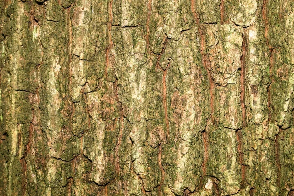 Egy Öreg Kérgének Szerkezete Erdőben — Stock Fotó