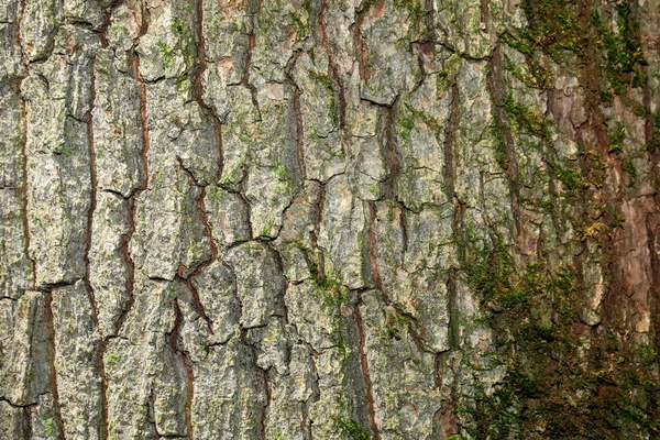 Textura Casca Uma Árvore Velha Floresta — Fotografia de Stock
