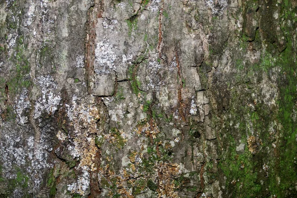 Consistenza Della Corteccia Vecchio Albero Nella Foresta — Foto Stock