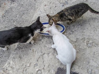 Üç kedi yerdeki bir gıcırtıdan beslenir.
