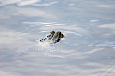 Yeşil kurbağa suda yüzer.