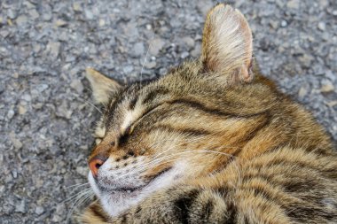 Pussy European breed back on the asphalt