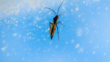 Kirli eski pencere camında bir böcek