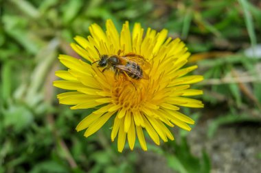 Bir karahindibanın üzerinde oturan arıyı yakından çek.