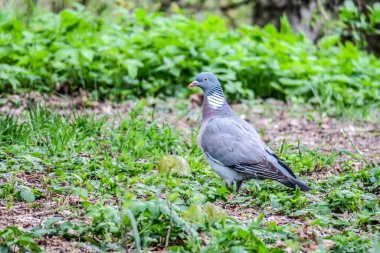 Baharda parkta vahşi bir güvercin