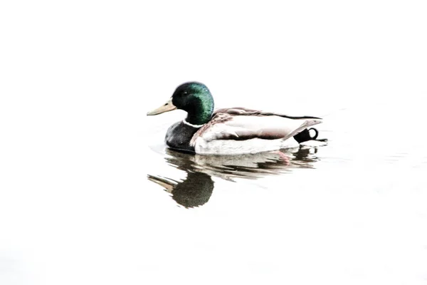 Duck Swims Water Pond — Stock Photo, Image