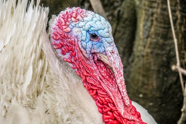 Schöne Truthahn Mit Weißen Federn Und Einem Rot Blauen Kopf — Stockfoto