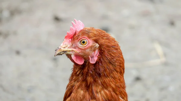 Photo Poulet Rouge Adulte Avec Une Tête Rouge — Photo