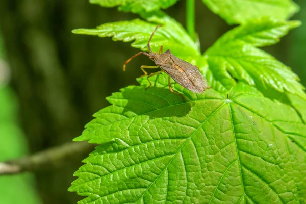 Braunes Insekt Sitzt Auf Einem Grünen Blatt Wald — Stockfoto